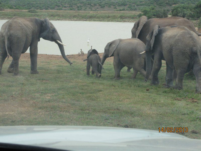 Happy Jackal Guest House Colchester Eastern Cape South Africa Unsaturated, Elephant, Mammal, Animal, Herbivore