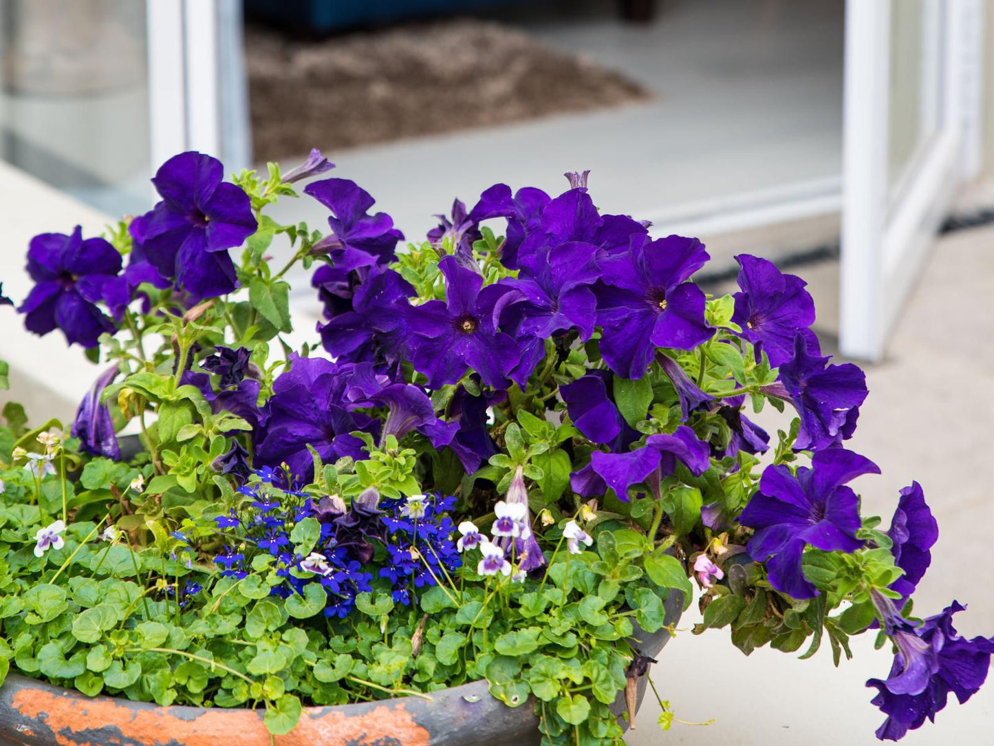 Harbour Cottages Humerail Port Elizabeth Eastern Cape South Africa Complementary Colors, Flower, Plant, Nature