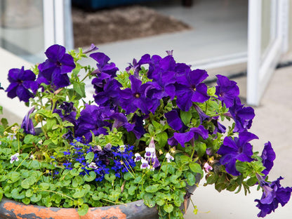 Harbour Cottages Humerail Port Elizabeth Eastern Cape South Africa Complementary Colors, Flower, Plant, Nature