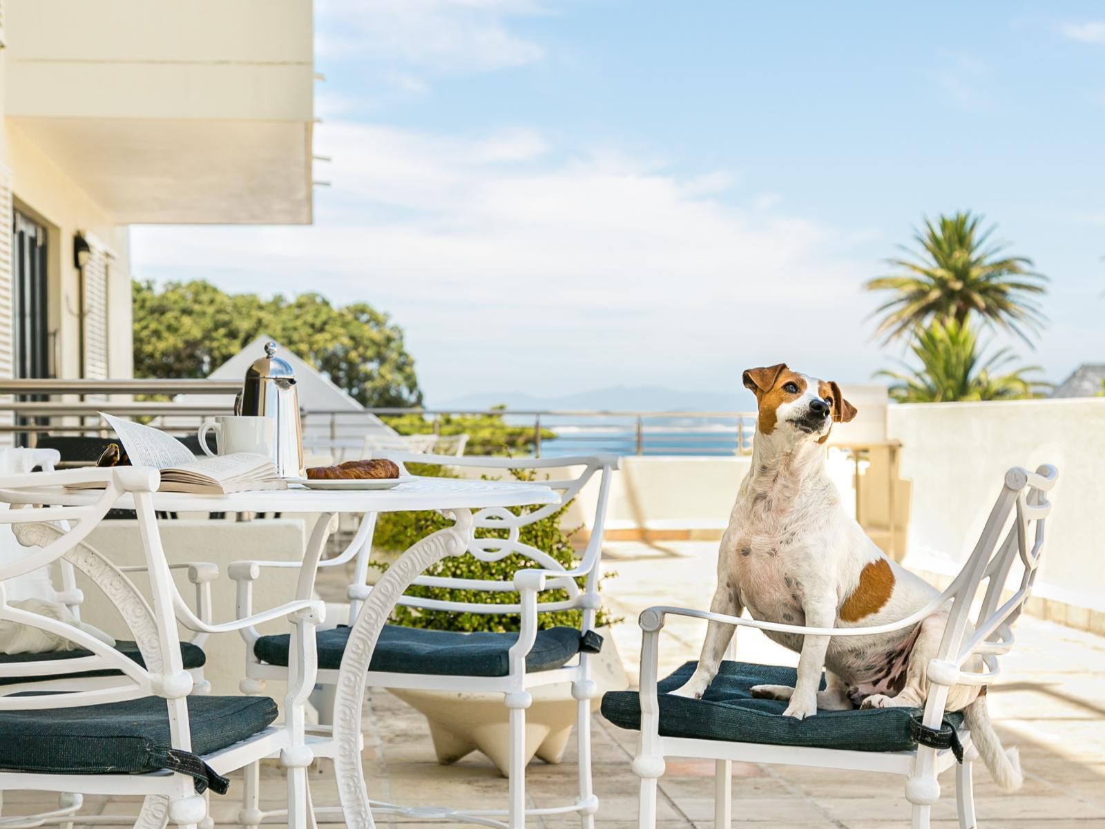 Harbour Square Hotel Hermanus Western Cape South Africa Dog, Mammal, Animal, Pet, Beach, Nature, Sand