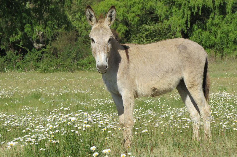 Hare S Rest Wakkerstroom Mpumalanga South Africa Donkey, Mammal, Animal, Herbivore