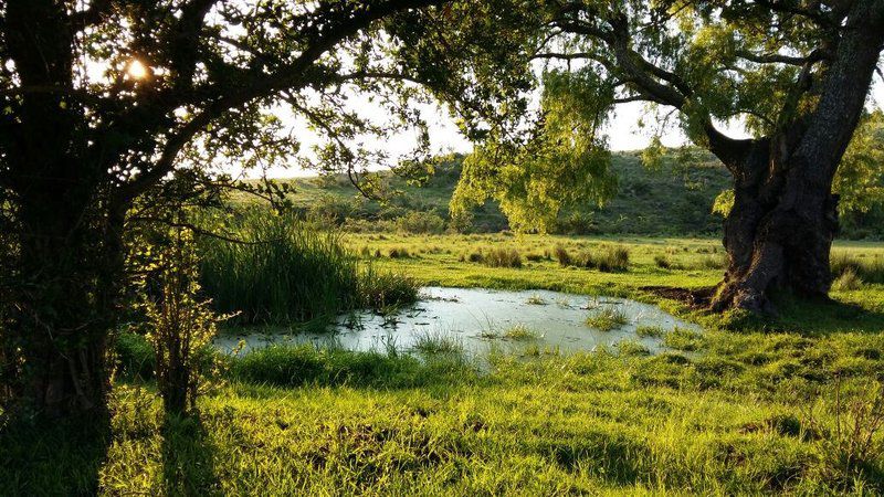 Hare S Rest Wakkerstroom Mpumalanga South Africa Meadow, Nature, River, Waters, Tree, Plant, Wood, Lowland