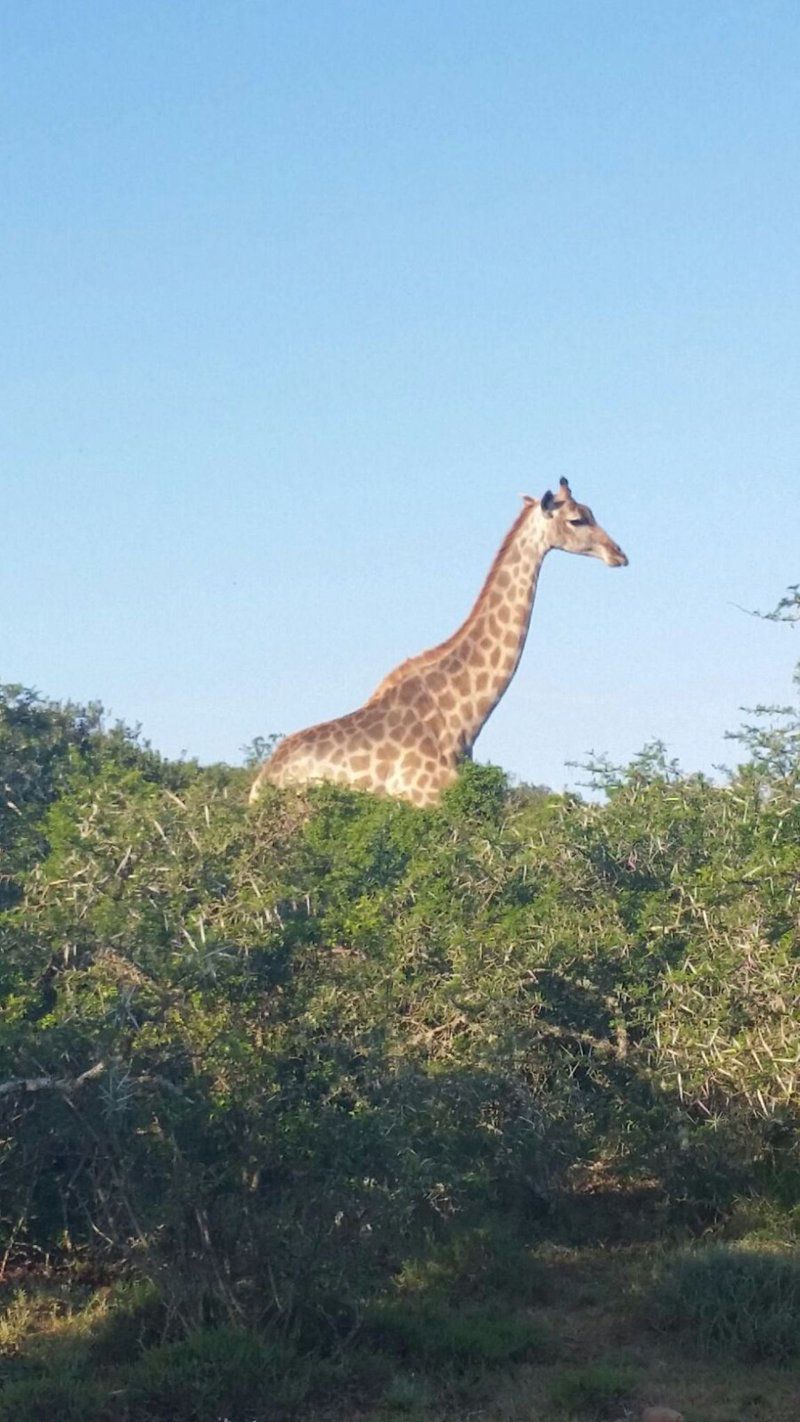 Harmony Game Lodge Port Elizabeth And Surrounds Eastern Cape South Africa Giraffe, Mammal, Animal, Herbivore