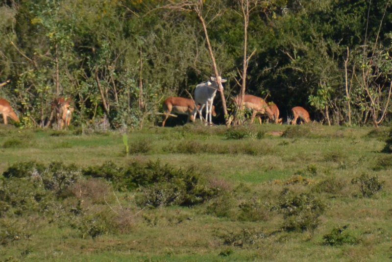 Harmony Game Lodge Port Elizabeth And Surrounds Eastern Cape South Africa Deer, Mammal, Animal, Herbivore