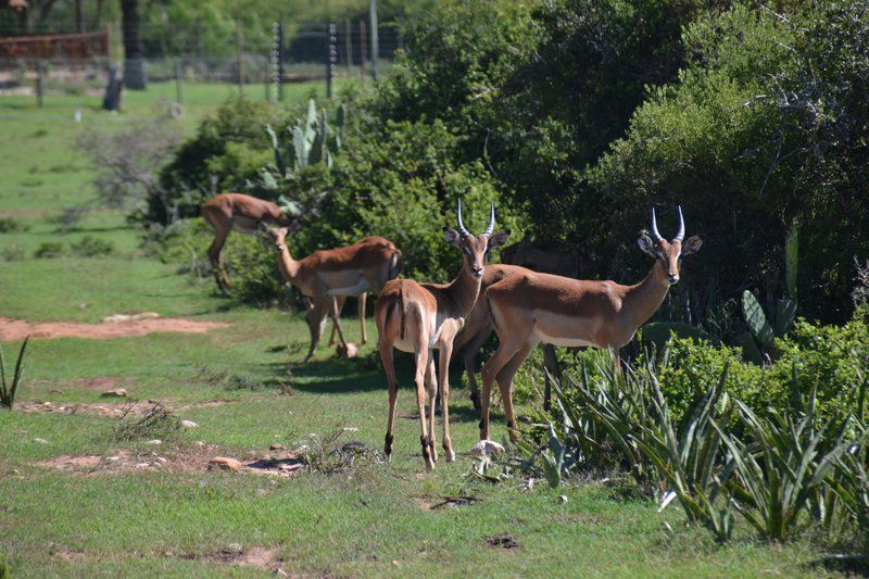 Harmony Game Lodge Port Elizabeth And Surrounds Eastern Cape South Africa Deer, Mammal, Animal, Herbivore