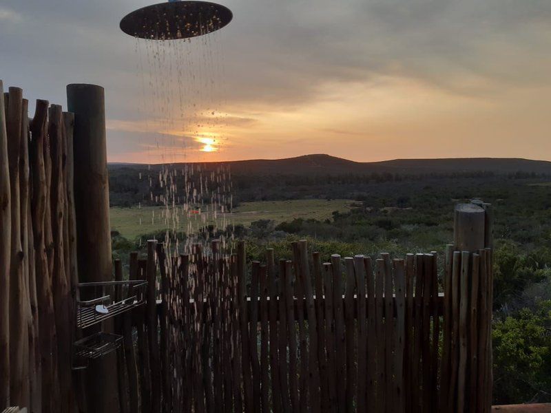 Harmony Game Lodge Port Elizabeth And Surrounds Eastern Cape South Africa Cactus, Plant, Nature, Radio Telescope, Technology