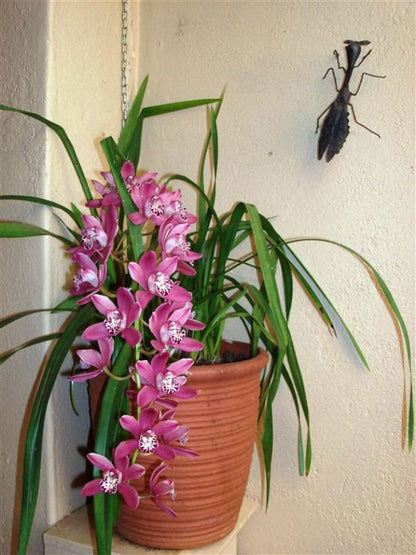 Harmony Cottage Haenertsburg Limpopo Province South Africa Flower, Plant, Nature, Orchid