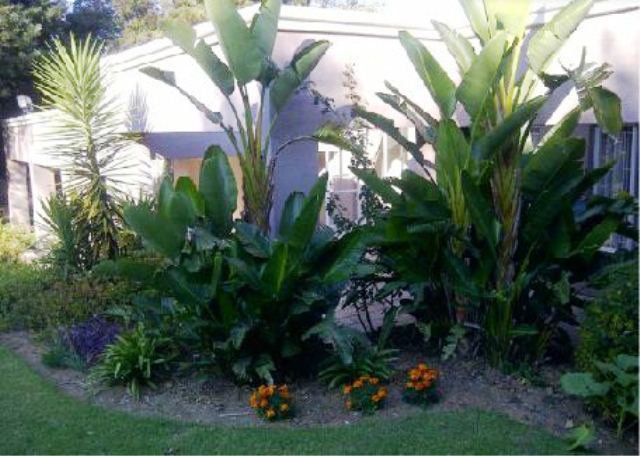 Harmony Guest House Sandown Johannesburg Gauteng South Africa Palm Tree, Plant, Nature, Wood, Garden