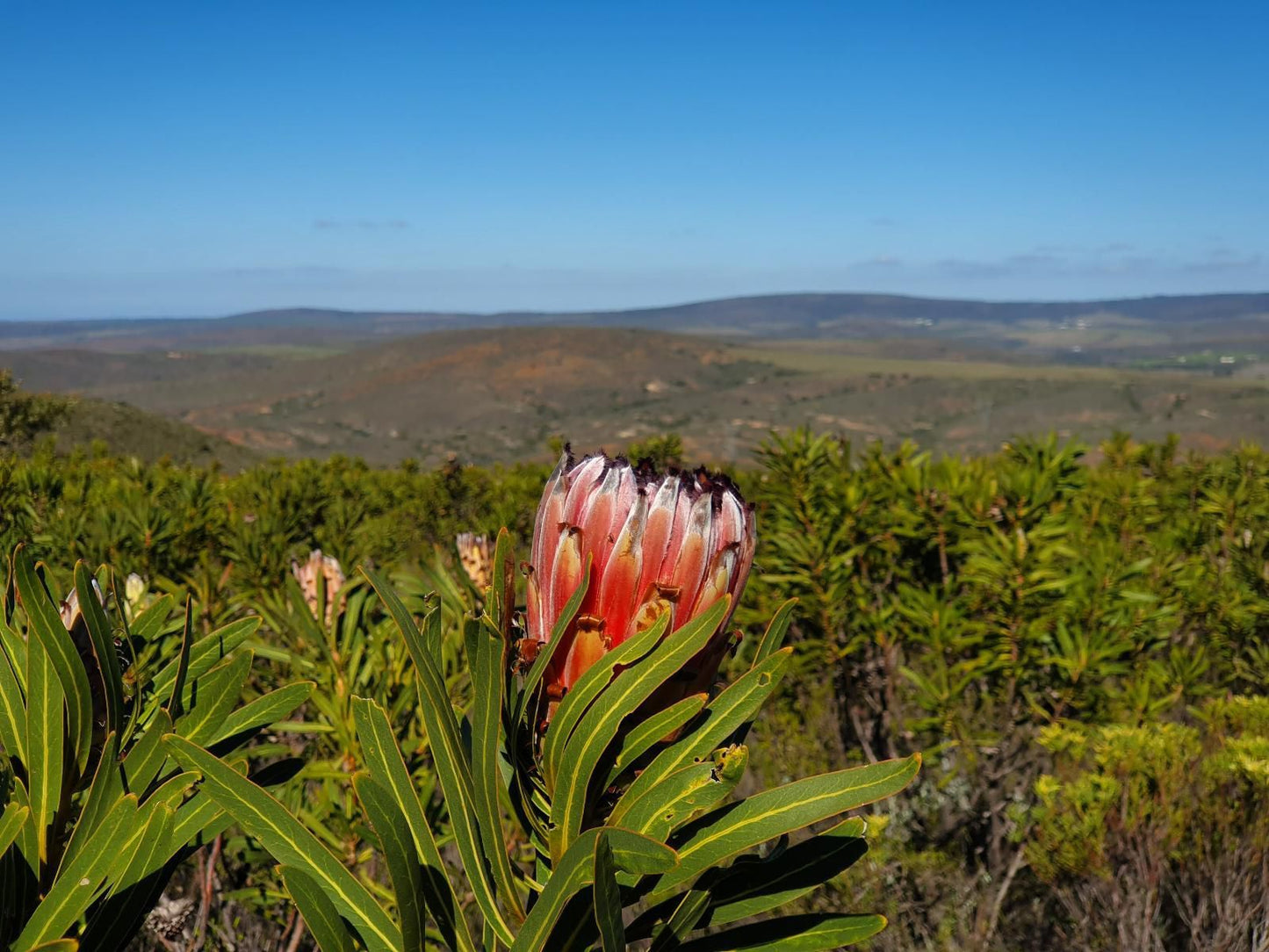 Hartenbos Private Game Lodge, Plant, Nature