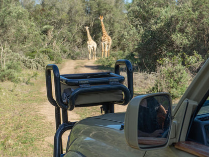 Hartenbos Private Game Lodge, Giraffe, Mammal, Animal, Herbivore