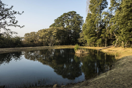 Hartfell Farm Dullstroom Mpumalanga South Africa Forest, Nature, Plant, Tree, Wood, River, Waters