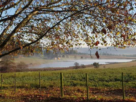 Hartford House Mooi River Kwazulu Natal South Africa Field, Nature, Agriculture, Fog, Tree, Plant, Wood, Autumn, Lowland