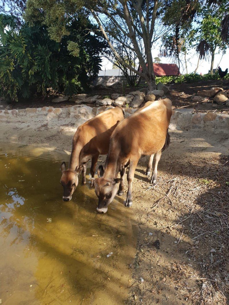 Hartsklop Guest Farm Glentana Great Brak River Western Cape South Africa Goat, Mammal, Animal, Herbivore, Water Buffalo