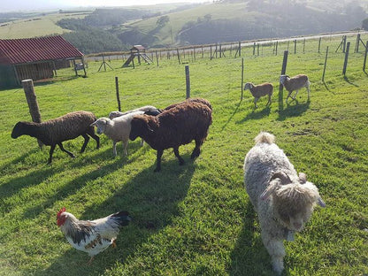 Hartsklop Guest Farm Glentana Great Brak River Western Cape South Africa Chicken, Bird, Animal, Agriculture, Farm Animal, Cow, Mammal, Herbivore, Sheep