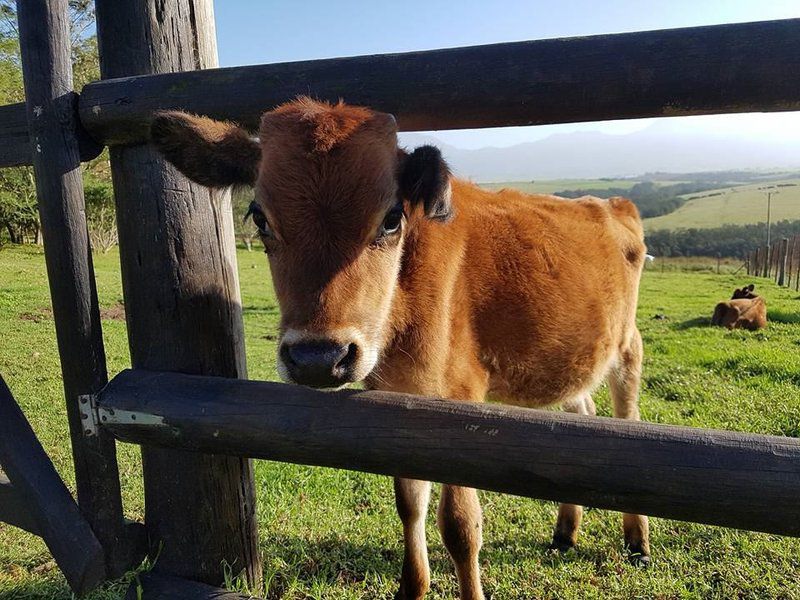 Hartsklop Guest Farm Glentana Great Brak River Western Cape South Africa Cow, Mammal, Animal, Agriculture, Farm Animal, Herbivore