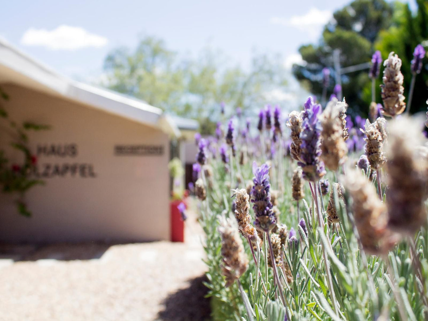 Haus Holzapfel Beaufort West Western Cape South Africa Lavender, Nature, Plant