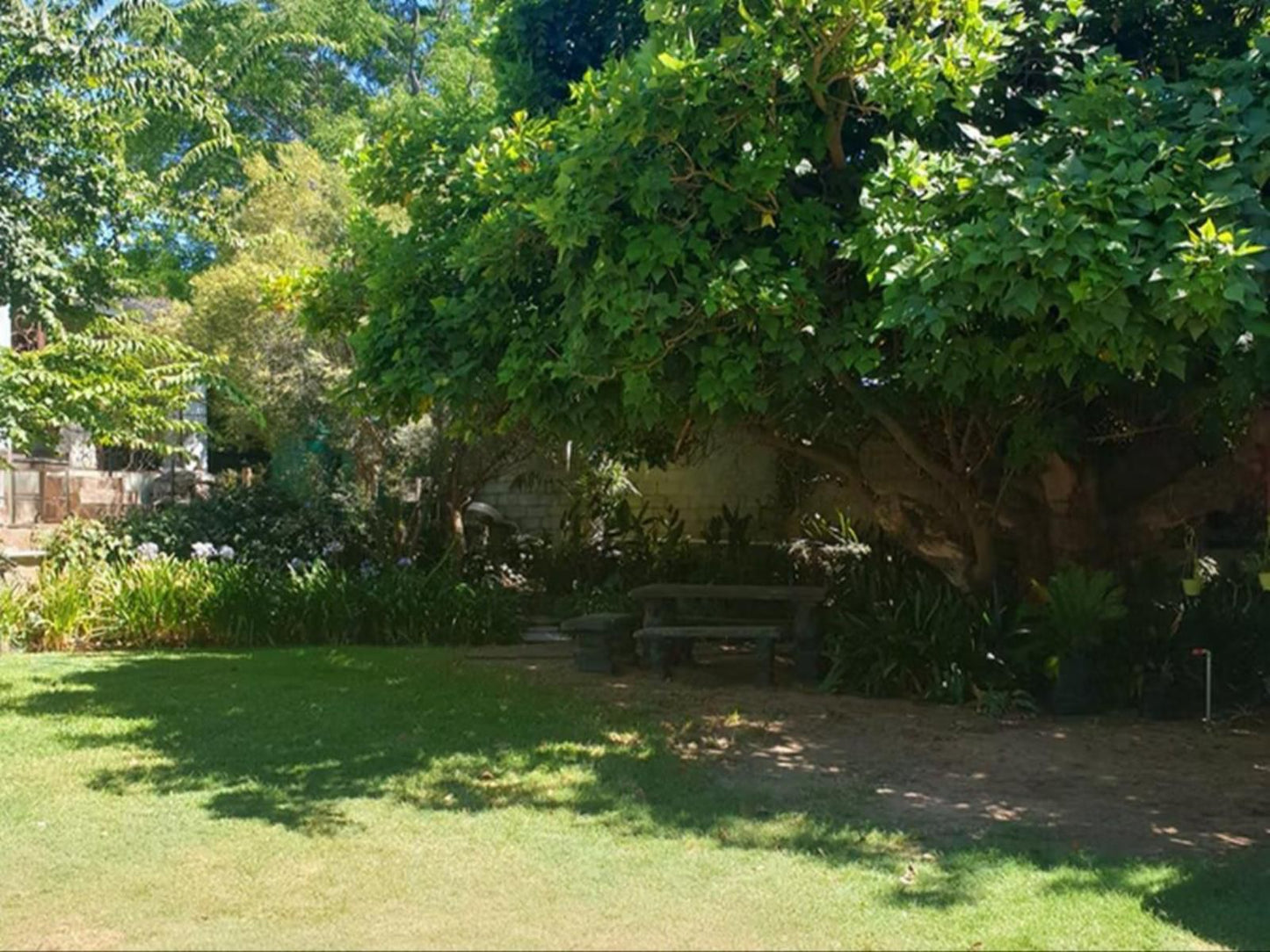 Haus Muller Clanwilliam Western Cape South Africa Palm Tree, Plant, Nature, Wood, Garden