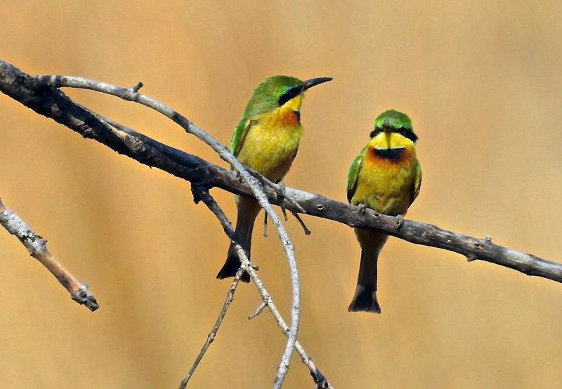 Hayward S Safari House Dinokeng Gauteng South Africa Bird, Animal