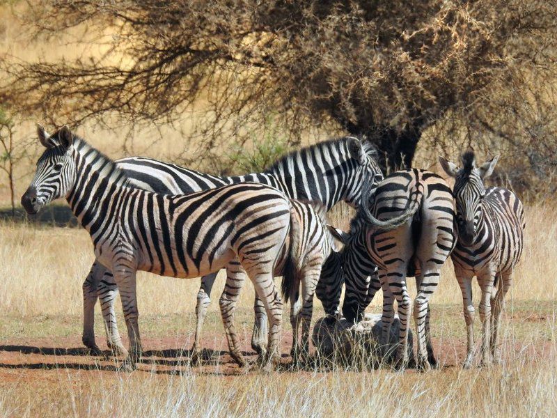Hayward S Safari House Dinokeng Gauteng South Africa Zebra, Mammal, Animal, Herbivore