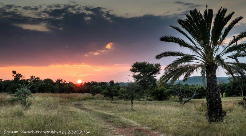 Hayward S Safari House Dinokeng Gauteng South Africa Palm Tree, Plant, Nature, Wood, Sky, Lowland, Sunset