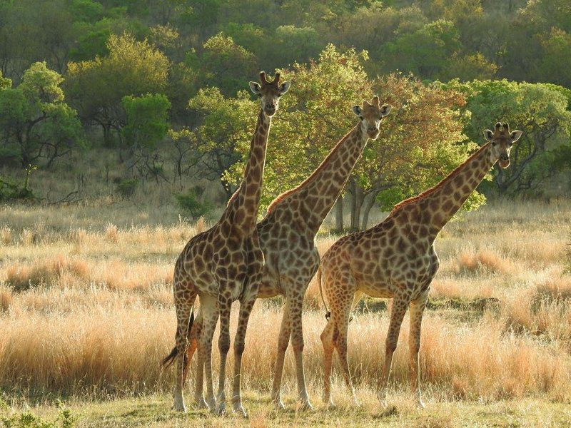 Hayward S Safari House Dinokeng Gauteng South Africa Giraffe, Mammal, Animal, Herbivore