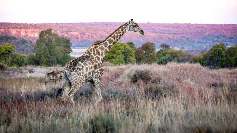Hayward S Safari House Dinokeng Gauteng South Africa Giraffe, Mammal, Animal, Herbivore