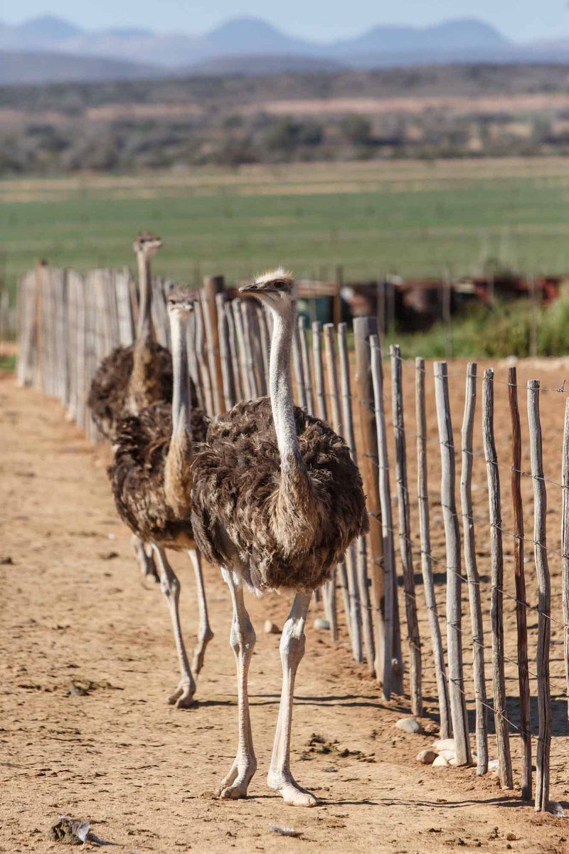 Hazenjacht Karoo Lifestyle Migeal Se Huis Oudtshoorn Western Cape South Africa Ostrich, Bird, Animal