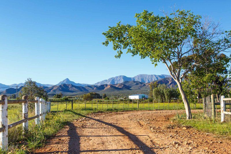 Hazenjacht Karoo Lifestyle Rooikop Oudtshoorn Western Cape South Africa Complementary Colors, Nature