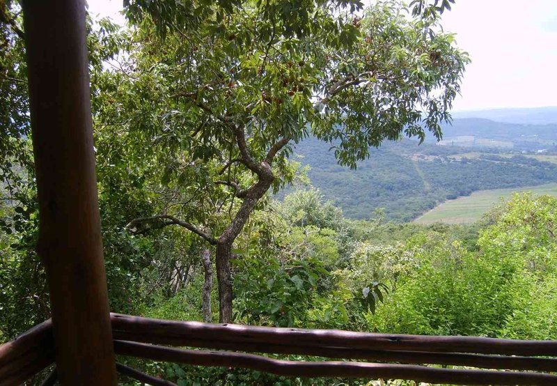 Hazypark Lodge And Caravan Park Hazyview Mpumalanga South Africa Forest, Nature, Plant, Tree, Wood