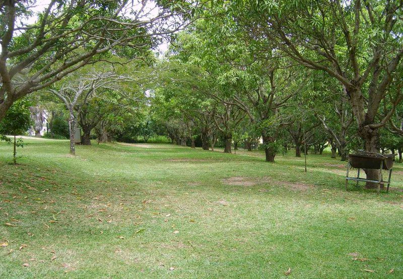 Hazypark Lodge And Caravan Park Hazyview Mpumalanga South Africa Plant, Nature, Tree, Wood