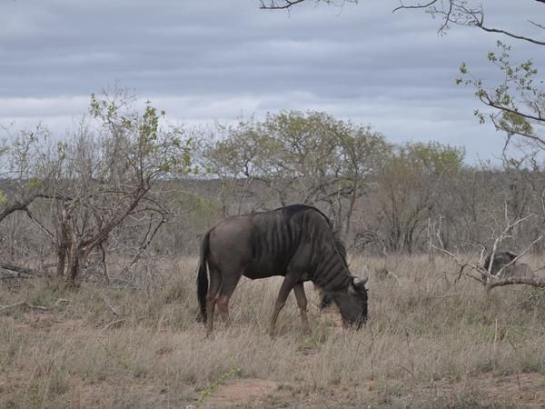 Hazyview Buffalo Game Lodge Numbi Park Hazyview Mpumalanga South Africa Animal