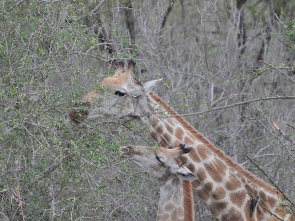 Hazyview Buffalo Game Lodge Numbi Park Hazyview Mpumalanga South Africa Unsaturated, Giraffe, Mammal, Animal, Herbivore