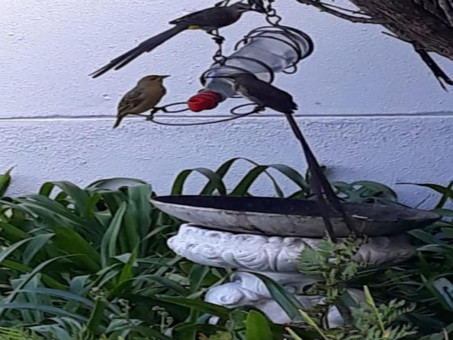 Headlands House Guest Lodge The Heads Knysna Western Cape South Africa Bird, Animal, Snow, Nature, Winter