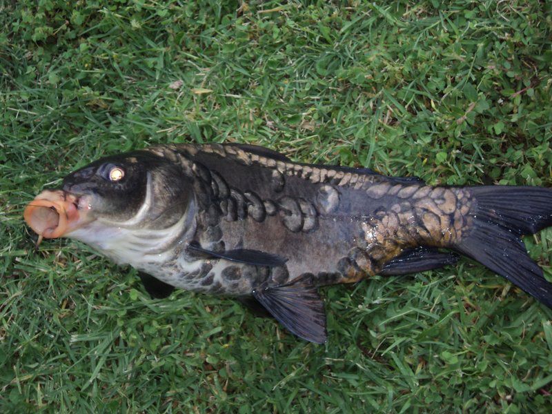 Heaven On Vaal Vaaloewer Gauteng South Africa Fish, Marine Animal, Animal, Reptile