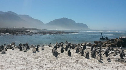 Heaven S Door Bettys Bay Western Cape South Africa Penguin, Bird, Animal, Beach, Nature, Sand, Seal, Mammal, Predator