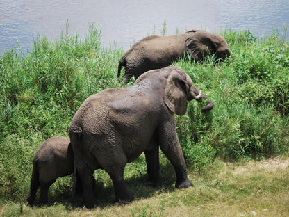Henk Van Rooyen Park Marloth Park Mpumalanga South Africa Elephant, Mammal, Animal, Herbivore