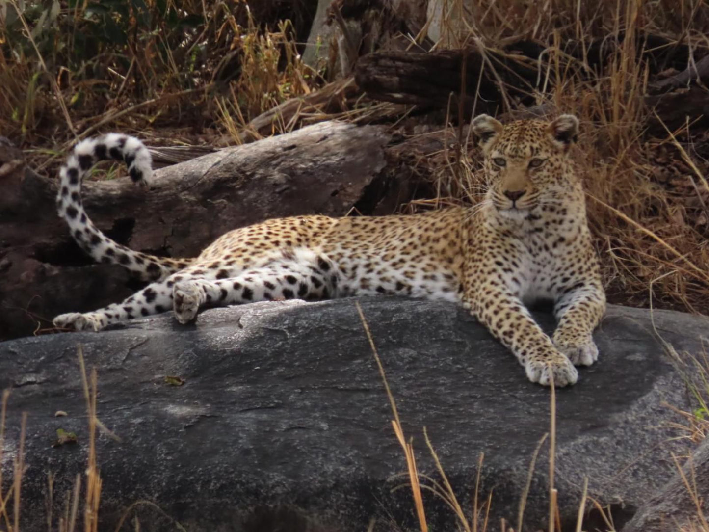 Hennie'S Rest, Cheetah, Mammal, Animal, Big Cat, Predator