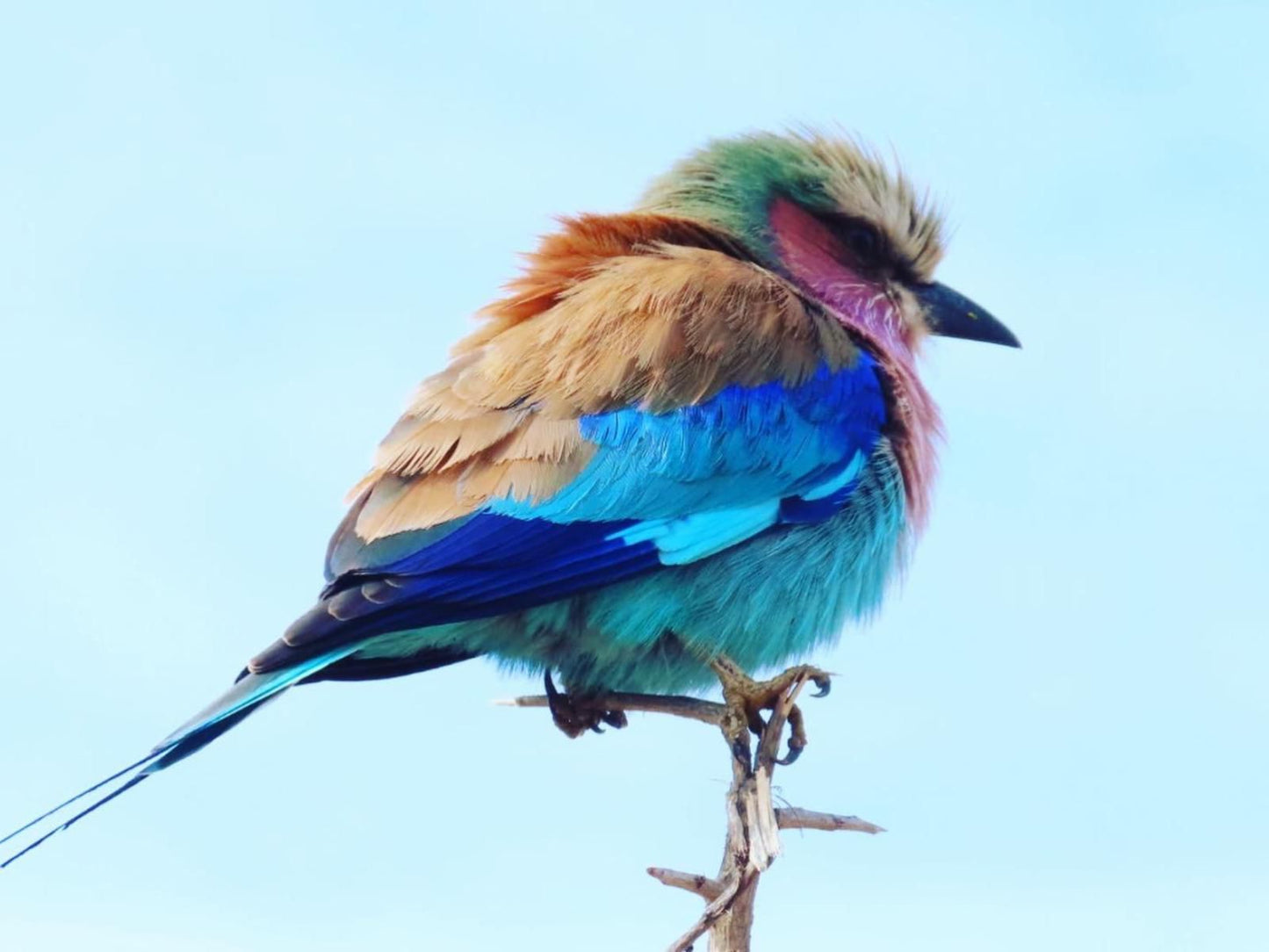 Hennie'S Rest, Colorful, Bird, Animal