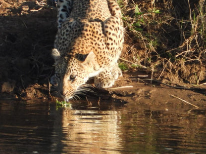 Hennie'S Rest, Leopard, Mammal, Animal, Big Cat, Predator