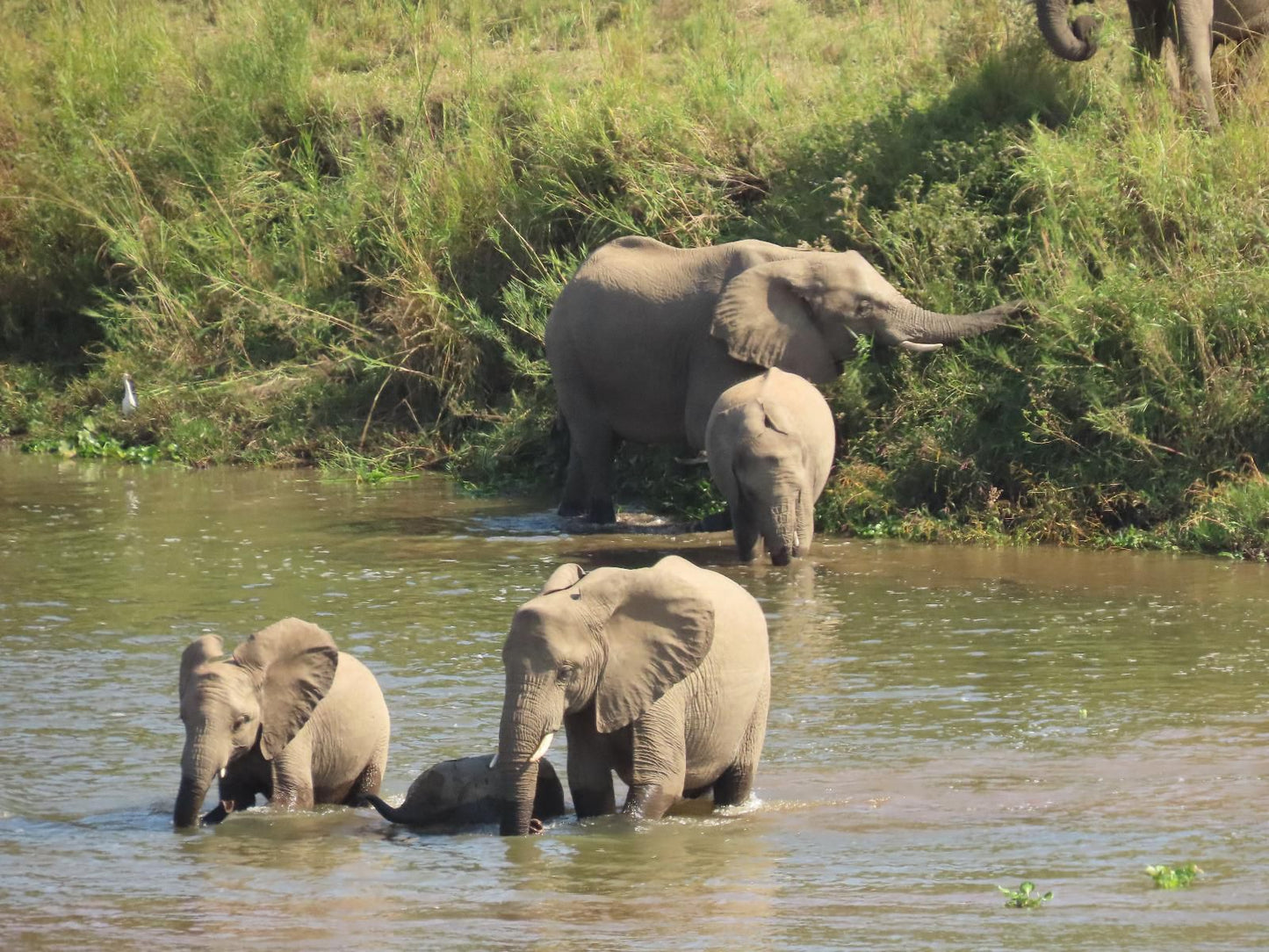 Hennie'S Rest, Elephant, Mammal, Animal, Herbivore