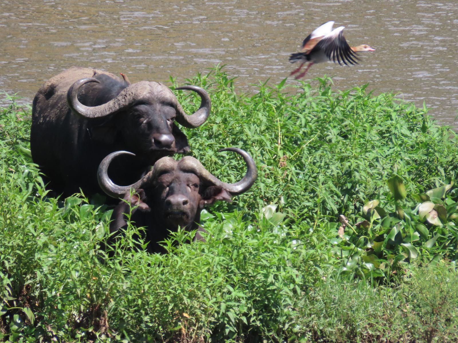 Hennie'S Rest, Water Buffalo, Mammal, Animal, Herbivore