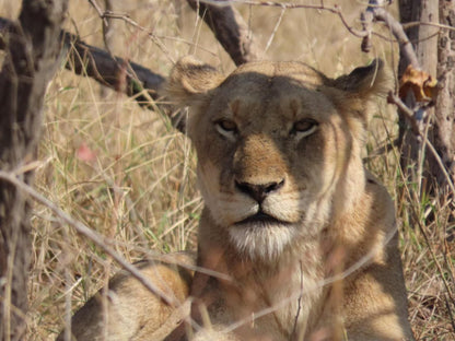 Hennie'S Rest, Lion, Mammal, Animal, Big Cat, Predator