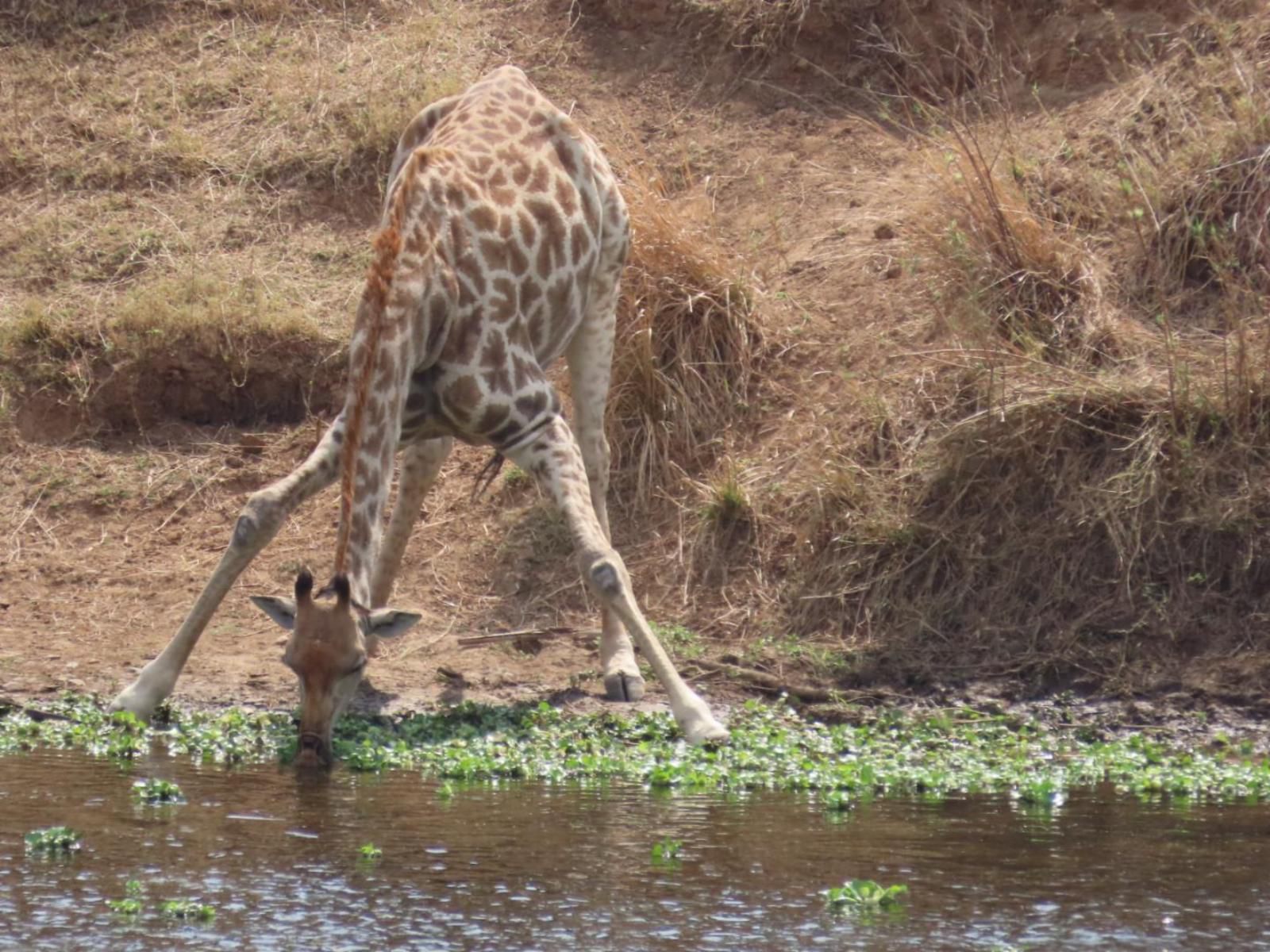 Hennie'S Rest, Giraffe, Mammal, Animal, Herbivore