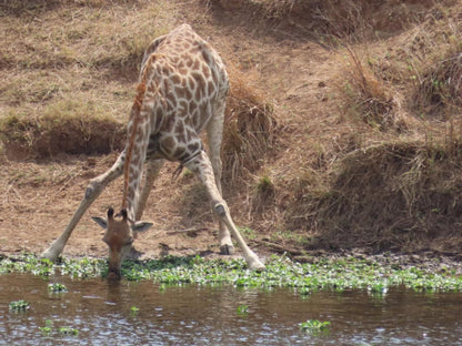 Hennie'S Rest, Giraffe, Mammal, Animal, Herbivore