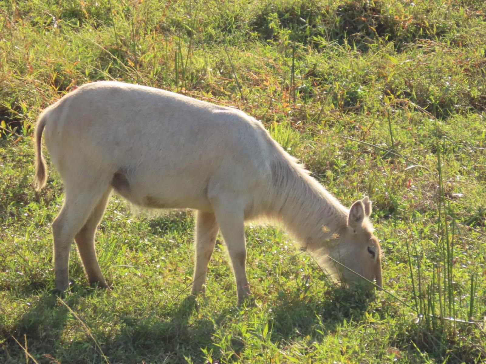 Hennie'S Rest, Animal