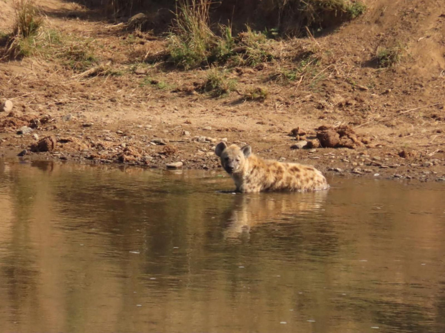 Hennie'S Rest, Sepia Tones, Crocodile, Reptile, Animal, Predator, Hyaena, Mammal, River, Nature, Waters