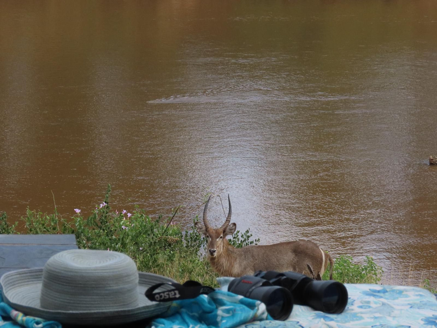 Hennie S Rest Guest House Malelane Mpumalanga South Africa Deer, Mammal, Animal, Herbivore, River, Nature, Waters