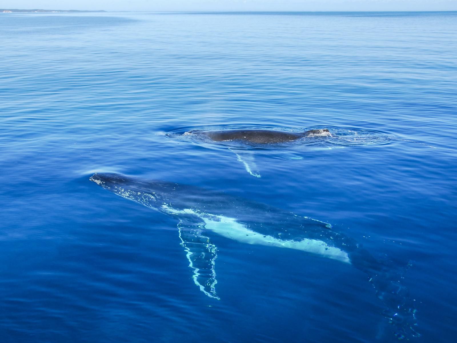 Hermanus Luxury Apartments, Colorful, Whale, Marine Animal, Animal, Ocean, Nature, Waters