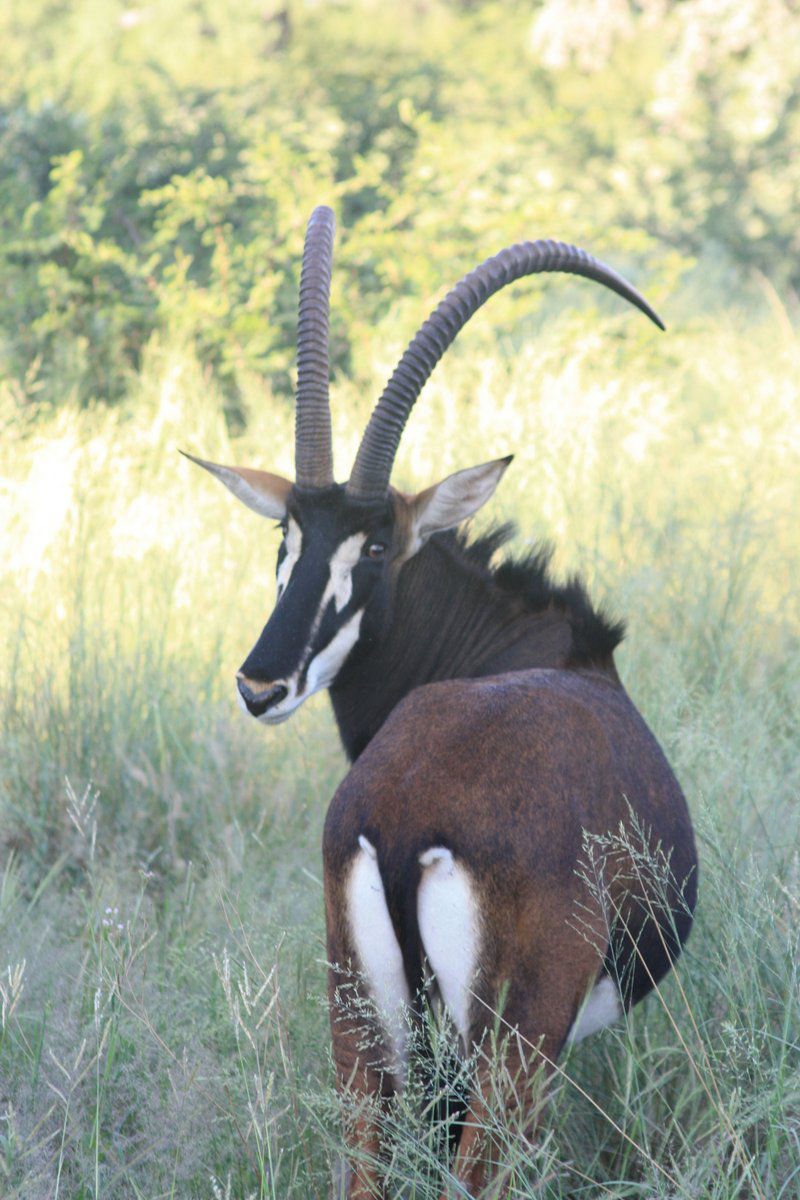 Het Slot Boerdery Lephalale Ellisras Limpopo Province South Africa Animal