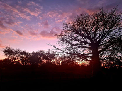 Het Slot Boerdery Lephalale Ellisras Limpopo Province South Africa Sky, Nature, Tree, Plant, Wood, Sunset